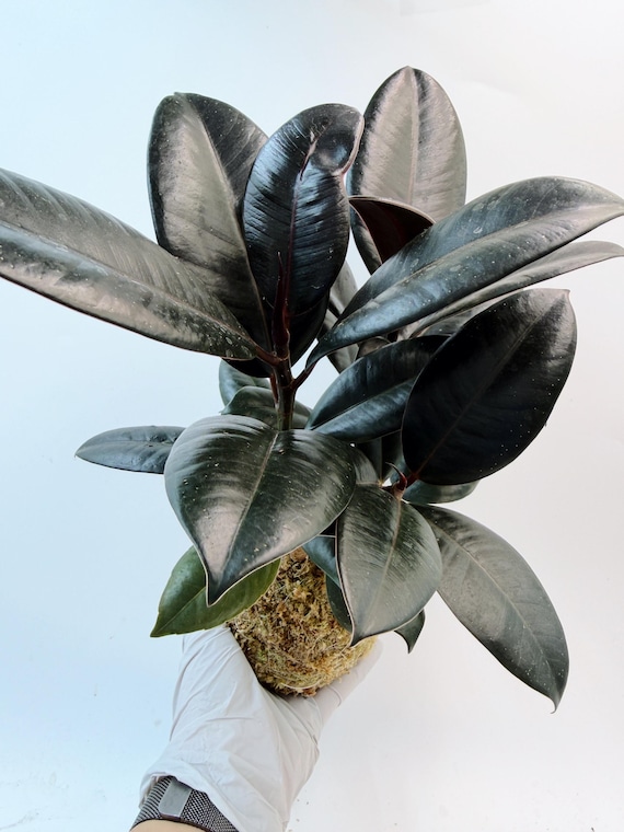 Rubber Plant Kokedama: Living Moss Ball Sculpture (Ficus elastica)| Rooted Live Plant | Collector Houseplant | California Grown