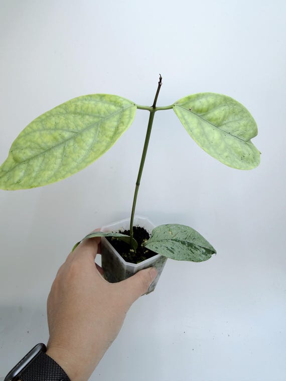 Hoya Coriacea Silver Plant| Rooted Live Plant | Collector Houseplant | California Grown