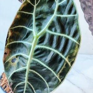 Alocasia Watsoniana Variegated Mother Plant image 4