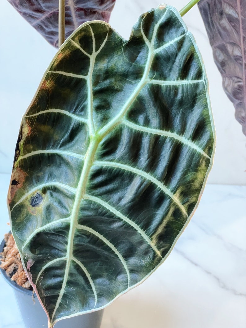 Alocasia Watsoniana Variegated Mother Plant image 4