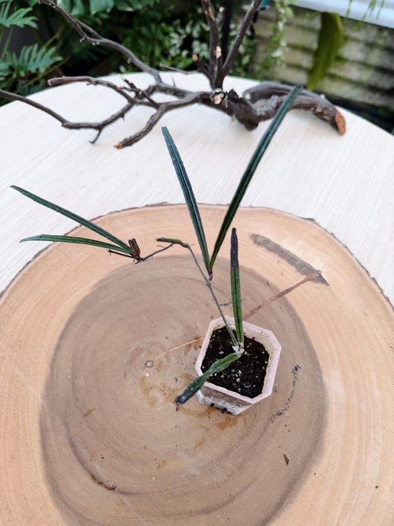 Hoya Insularis Plant - Slender Silver Leaves, Indoor Houseplant| Rooted Live Plant | Collector Houseplant | California Grown