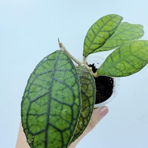 Hoya Callistophylla