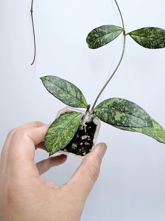 Hoya Crassipetiolata Splash Live Plant | Rare Rooted Hoya | Collector Houseplant | California Grown