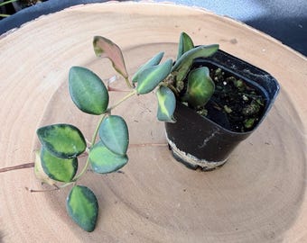 Hoya Burtoniae Live Plant | Rare Variegated Hoya | Rooted Collector Houseplant | California Grown