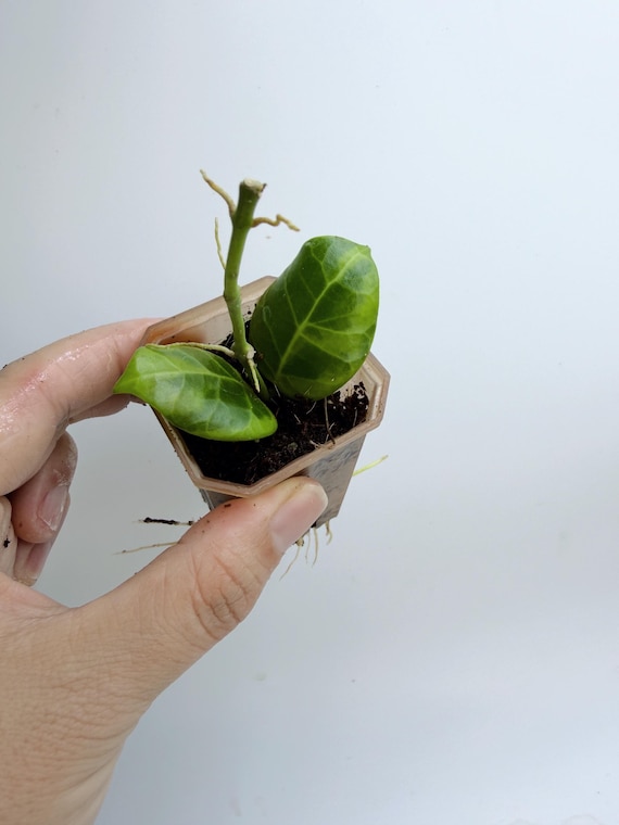 Hoya Obscura Variegated Plant: Rare Indoor Vine with Varied Leaves| Rooted Live Plant | Collector Houseplant | California Grown