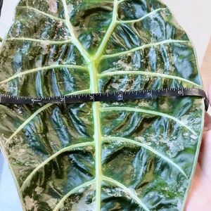 Alocasia Watsoniana Variegated Mother Plant image 9