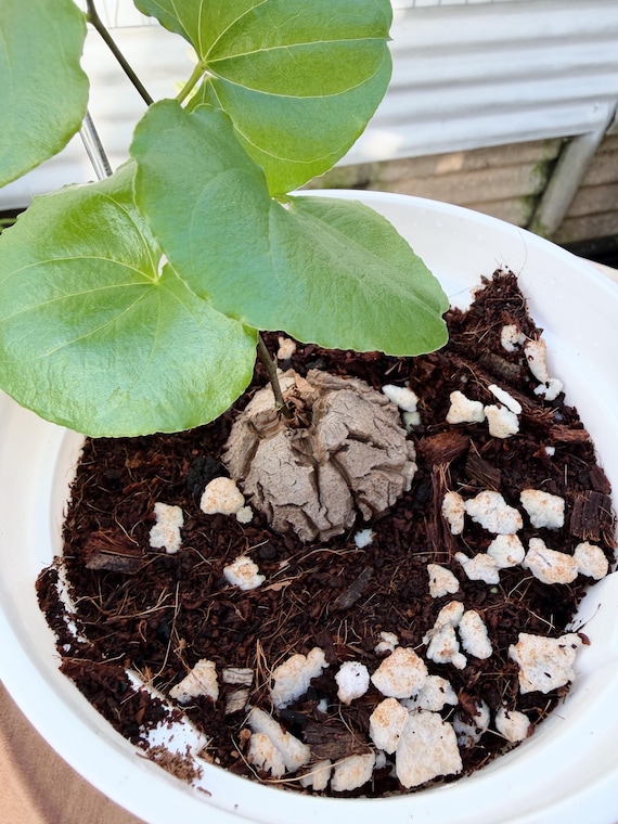 Dioscorea Elephantipes Live Plant | Rare Elephant's Foot Caudex Succulent | Collector Houseplant | California Grown