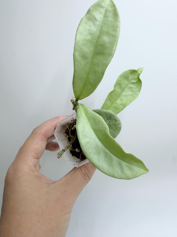 Hoya Nova Ghost | Rare Ghostly White Hoya | Rooted Live Plant | Collector Houseplant | California Grown