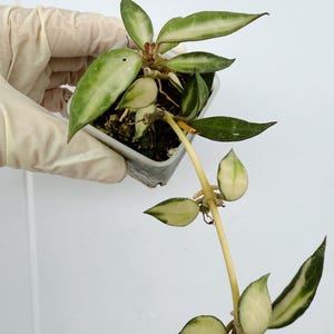 Hoya Lacunosa Inner Variegated