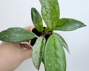 Hoya Wilbur Graves China