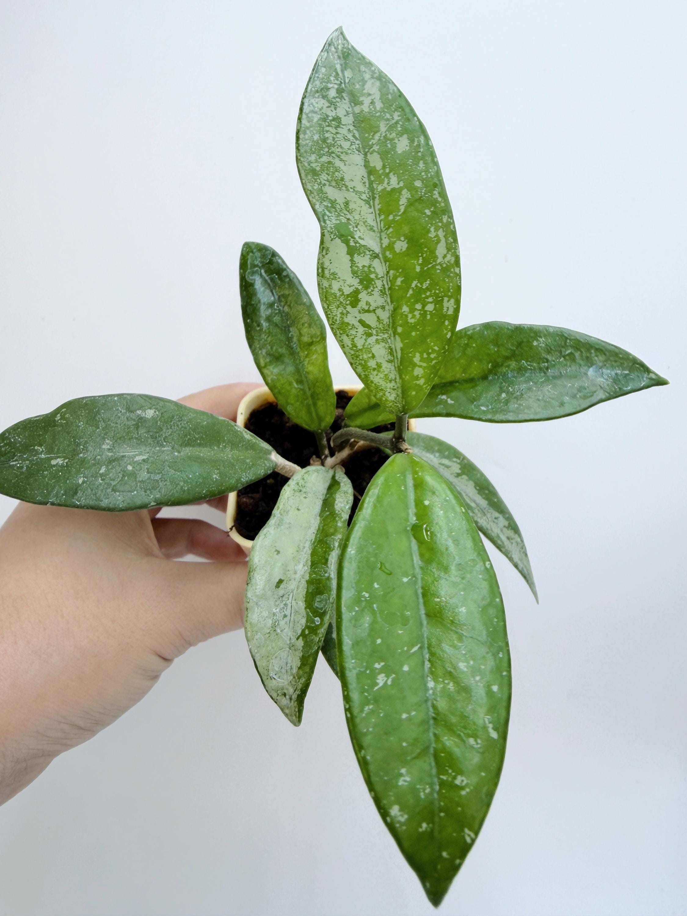 Hoya Lyi Noid - Etsy