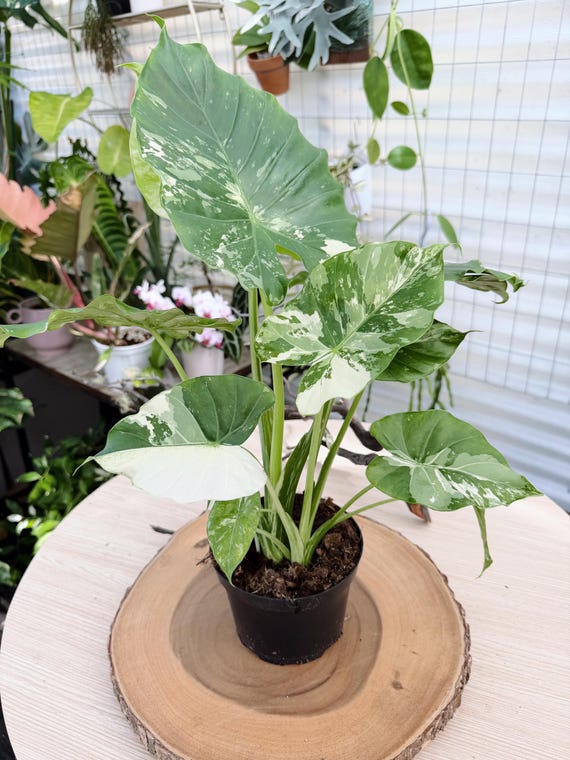 Alocasia Macrorrhiza Albo Live Plant | Rare Variegated Elephant Ear | Rooted Collector Houseplant | California Grown