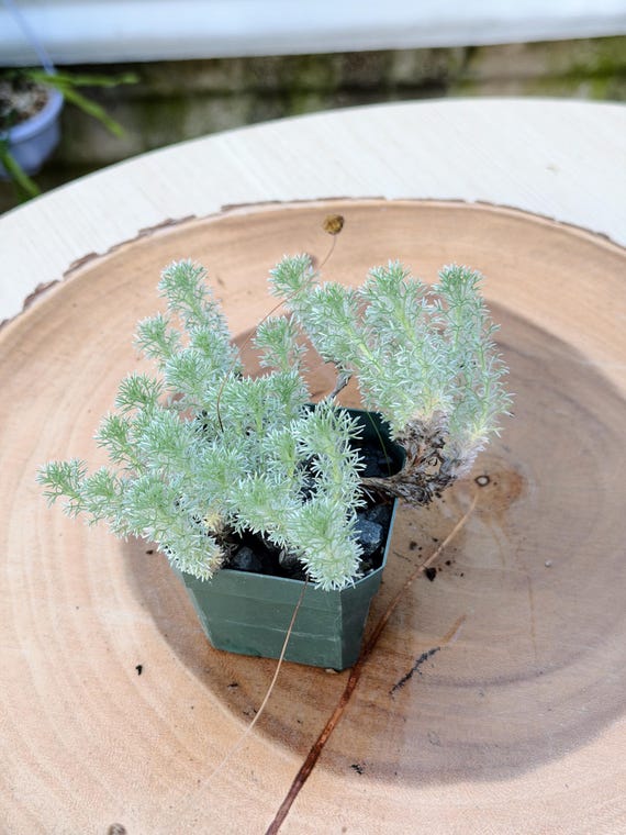 Cotula Hispida Live Plant | Rare Silver Button Plant | Rooted Collector Houseplant | California Grown