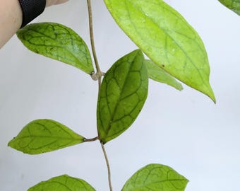 Hoya RHM1047 (Hoya incrassata 'Moonshadow' x Hoya 'Jennifer' )