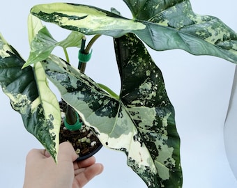 Variegated Alocasia Simpo Plant (Rare Indoor Tropical Leaf)