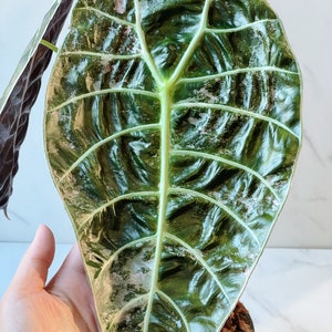Alocasia Watsoniana Variegated Mother Plant image 1