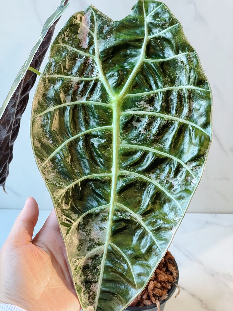 Alocasia Watsoniana Variegated Mother Plant image 1