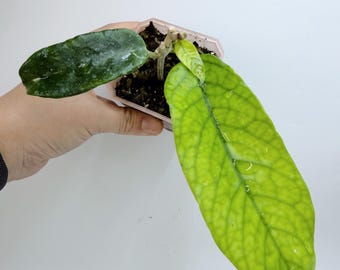 Hoya Globulosa Plant - Rare Long Leaf Indoor Greenery