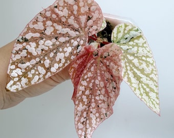 Begonia Snow Capped Pink