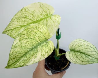 Monstera White Monster