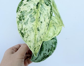 Variegated Scindapsus Peasun Plant - Unique Tropical Foliage| Rooted Live Plant | Collector Houseplant | California Grown
