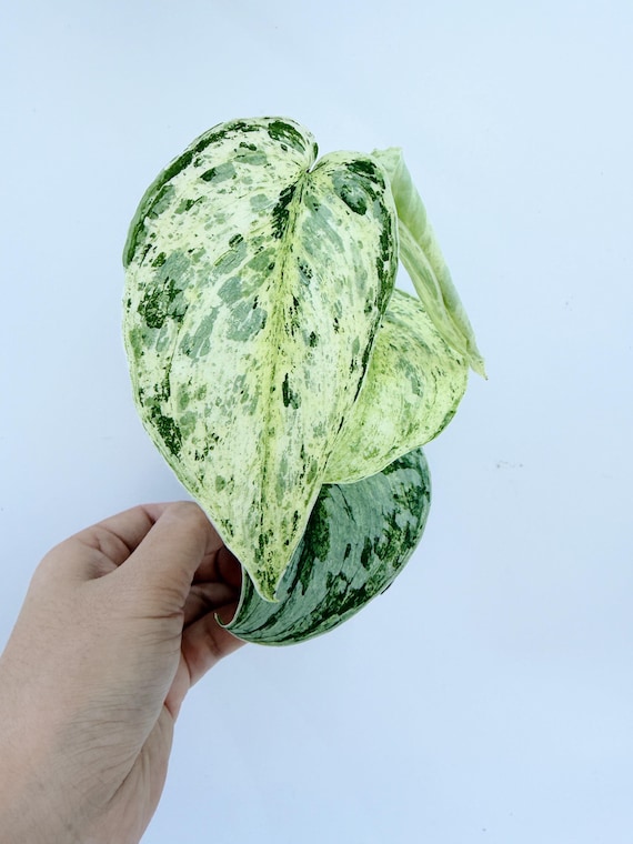 Variegated Scindapsus Peasun Live Plant | Rare Silver Green Pothos | Rooted Collector Houseplant | California Grown