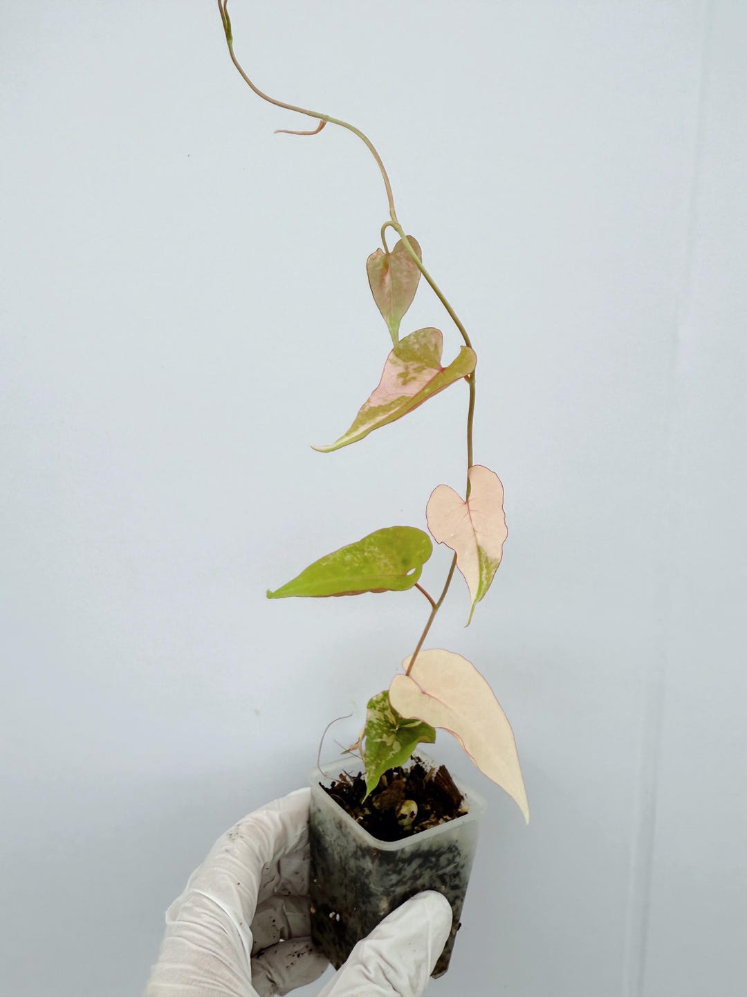 Fallopia Multiflora Variegated - Etsy