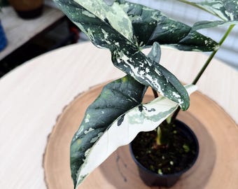 Alocasia 'Simpo' Plant: Variegated Tropical Foliage (Rare Houseplant)| Rooted Live Plant | Collector Houseplant | California Grown