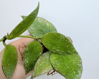 Hoya Nabawanensis Splash