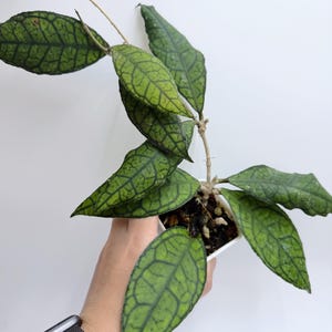 Hoya Lacunosa Silver Full Moon - Etsy