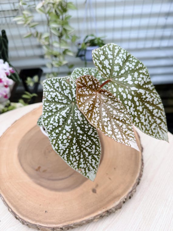 Snow Capped Begonia Live Plant | Rare Non-Variegated Green Form | Rooted Collector Houseplant | California Grown