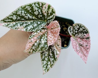 Snow Capped Begonia Plant: Variegated Leaves, Rare Houseplant