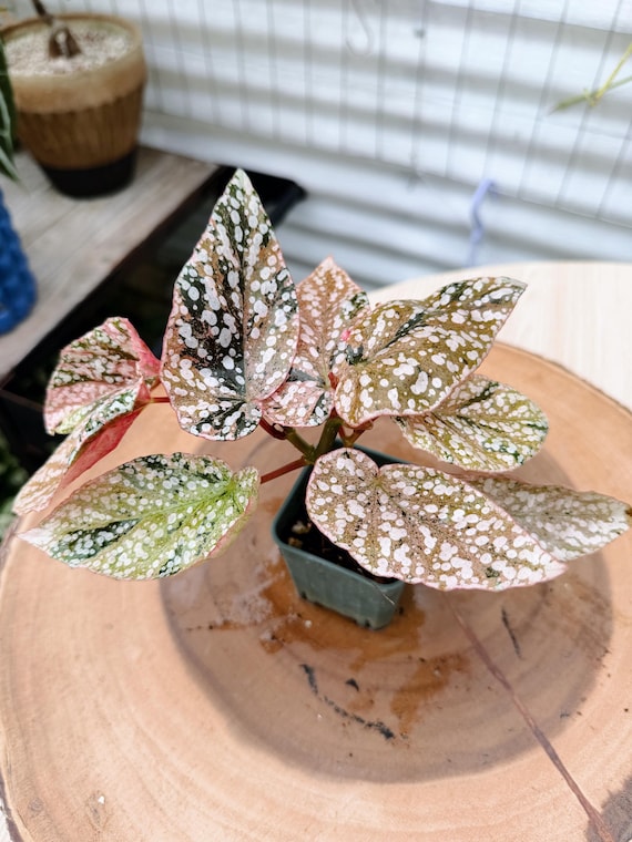 Begonia Snow Capped Pink #11 | Rare Variegated Rooted Begonia Live Plant | Collector Houseplant | California Grown