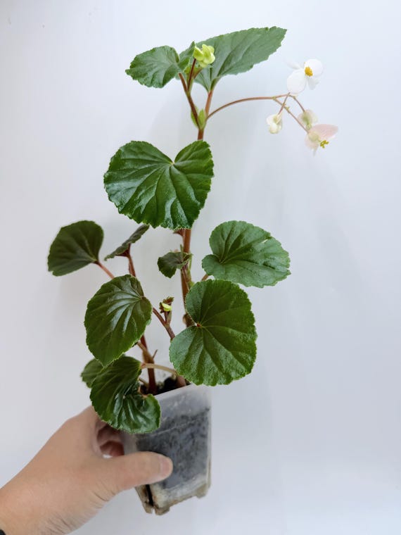 Begonia Cucullata | Rare Rooted Live Begonia Plant | Collector Houseplant | California Grown