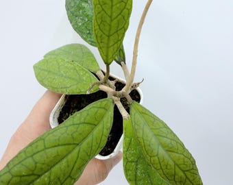 Hoya Plant: Rare Silver Leaves - Indoor Easy Care| Rooted Live Plant | Collector Houseplant | California Grown