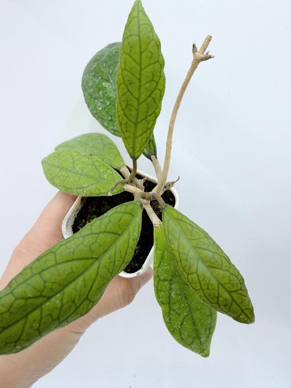 Rare Silver Hoya Live Plant | Silver Leaf Hoya with Easy Care | Rooted Collector Houseplant | California Grown