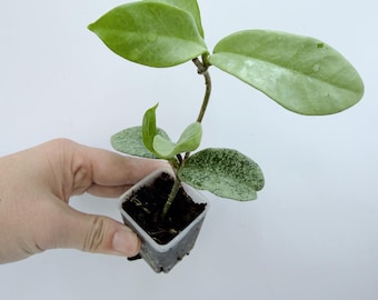Hoya Nova Ghost Plant: Ghostly Silver Leaves - Compact Indoor Vine| Rooted Live Plant | Collector Houseplant | California Grown