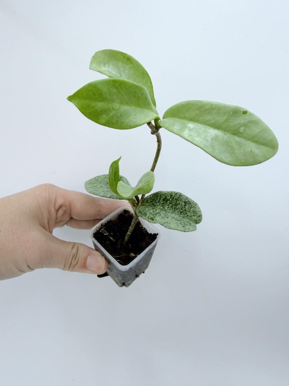 Hoya Nova Ghost Plant: Ghostly Silver Leaves - Compact Indoor Vine| Rooted Live Plant | Collector Houseplant | California Grown