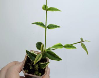 Hoya Bella Outer Variegated (Rare, Easy Indoor Plant)