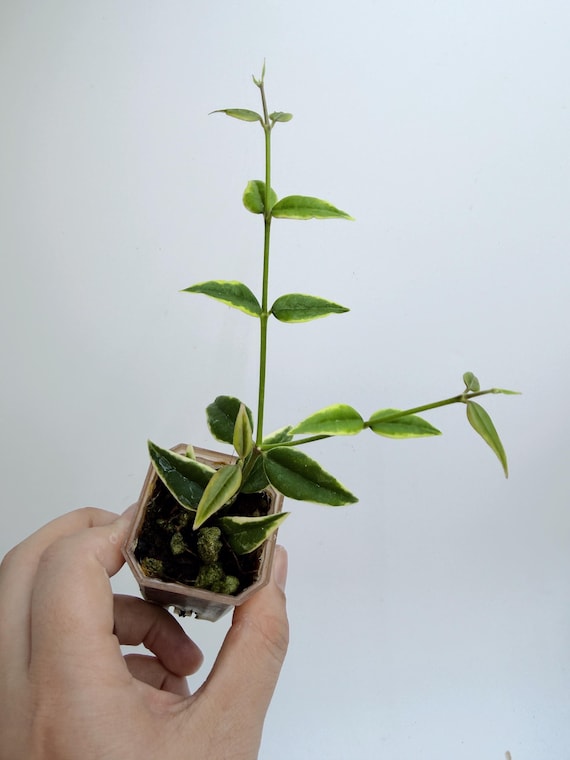Hoya Bella Outer Variegated (Rare, Easy Indoor Plant)| Rooted Live Plant | Collector Houseplant | California Grown