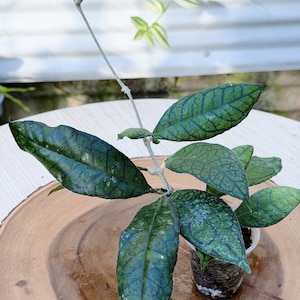 Hoya Lacunosa Silver Full Moon - Etsy