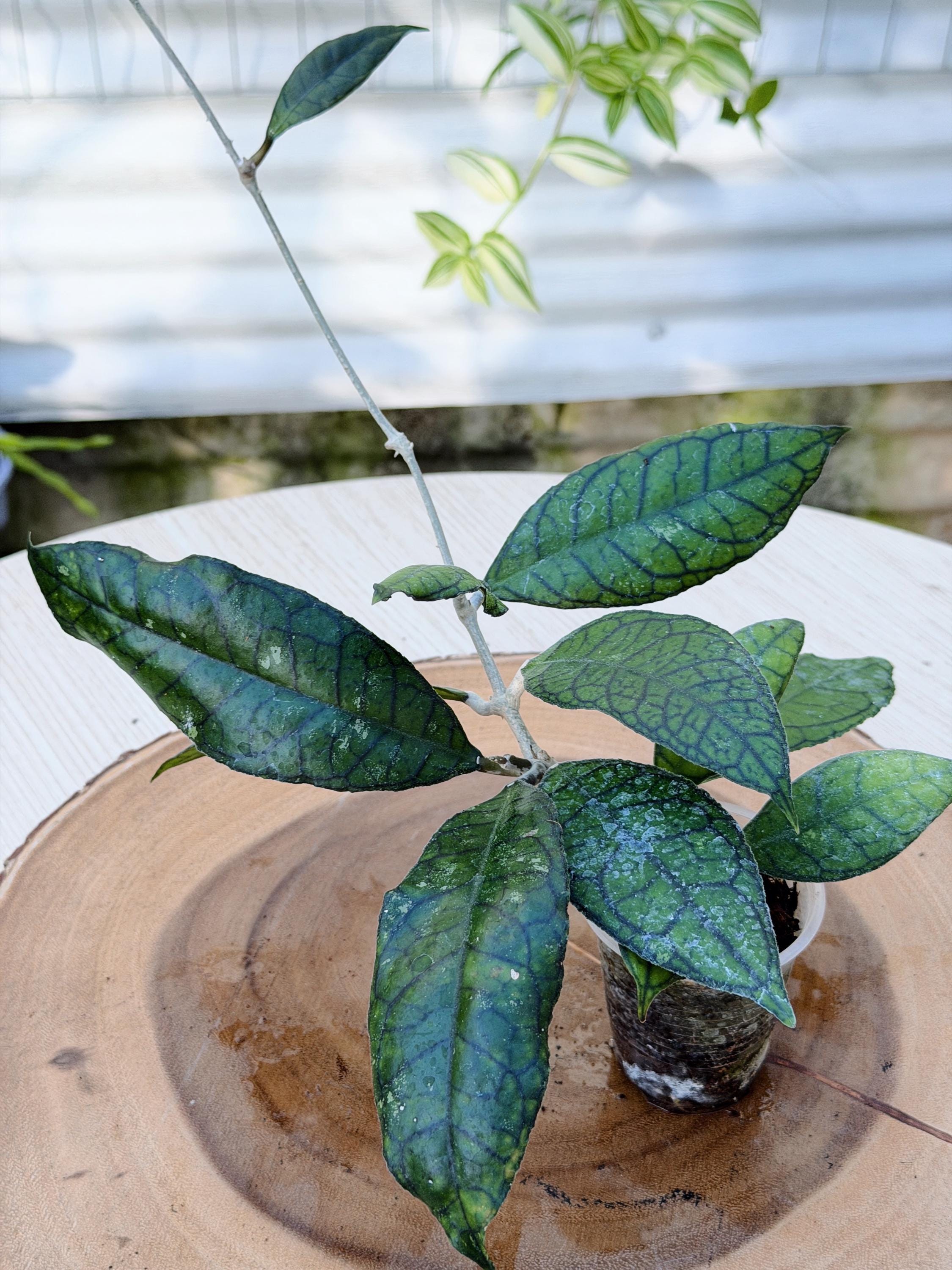 Hoya Lacunosa Silver Full Moon - Etsy