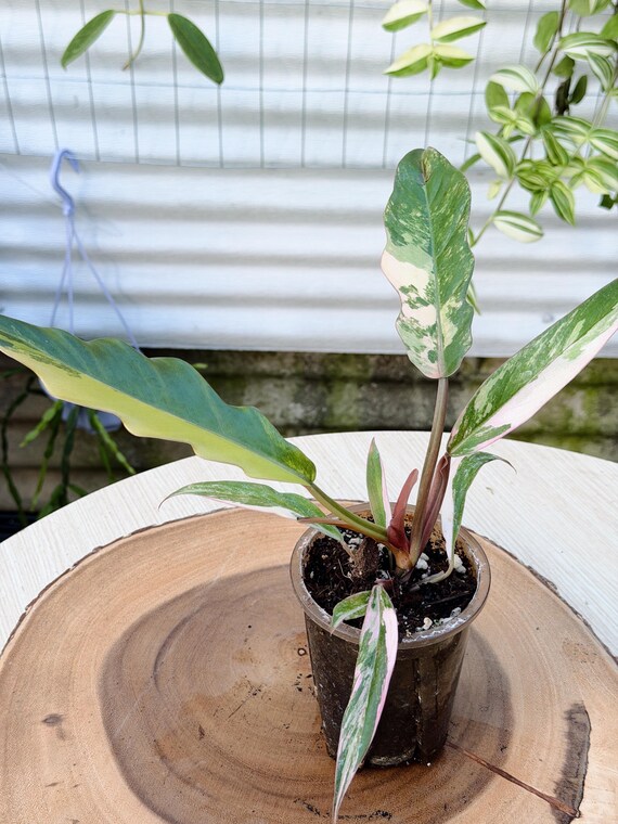 Philodendron Caramel Marble Live Plant | Rare Variegated Philodendron | Rooted Collector Houseplant | California Grown