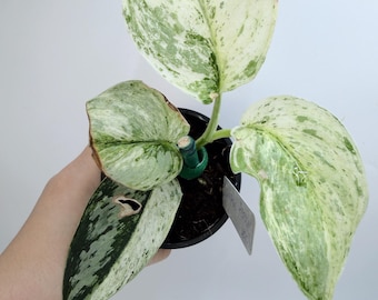 Scindapsus Peasun: Rare Variegated Houseplant - Easy Care