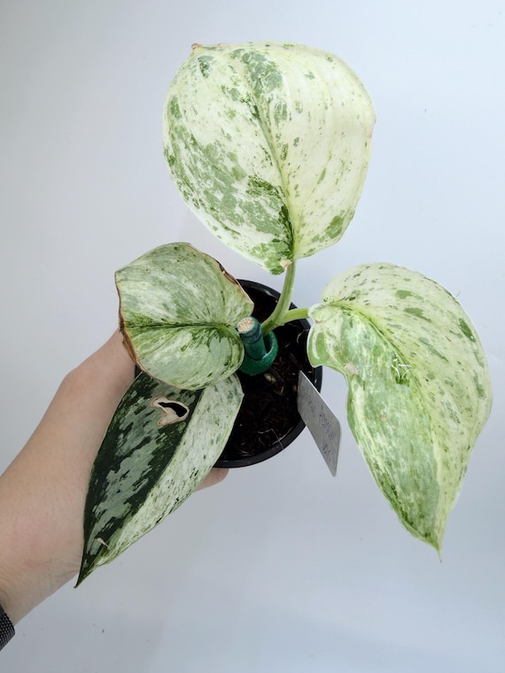 Scindapsus Peasun: Rare Variegated Houseplant - Easy Care| Rooted Live Plant | Collector Houseplant | California Grown