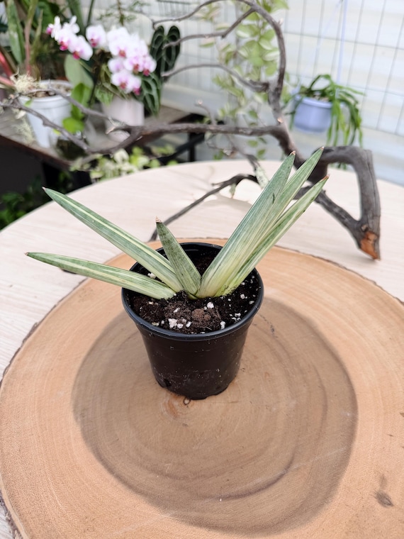 Sansevieria Cylindrica Boncel Variegata Live Plant - Rare Variegated Starfish Snake Plant Succulent Houseplant