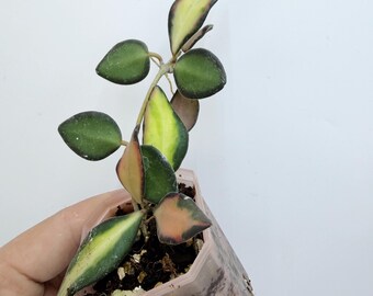 Hoya Burtoniae Variegated