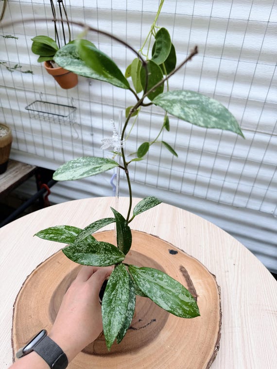 Hoya Pubicalyx Pink Silver Ghost Live Plant | Rare Silver Splash Rooted Collector Houseplant | California Grown