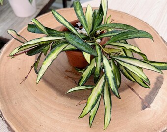 Variegated Hoya Wayetii Plant: Rare Trailing Indoor Vine| Rooted Live Plant | Collector Houseplant | California Grown