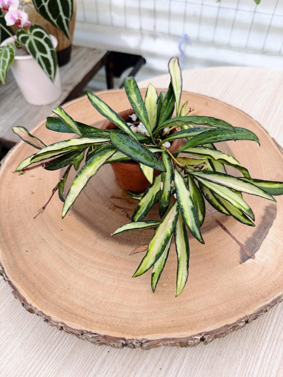 Variegated Hoya Wayetii Plant: Rare Trailing Indoor Vine| Rooted Live Plant | Collector Houseplant | California Grown